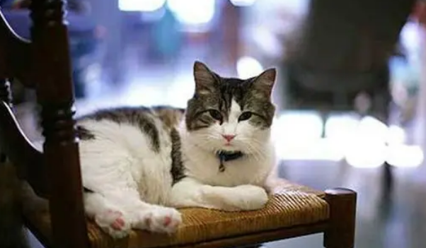 猫喜欢接近快死的人