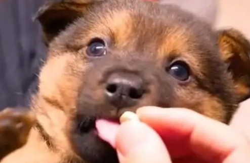 一个月的幼犬可以体内驱虫吗