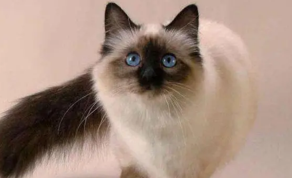 巴厘猫脱水怎么办?发现症状怎么做? 巴厘猫脱水怎么办?发现症状怎么做?