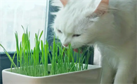 吃猫草的好处