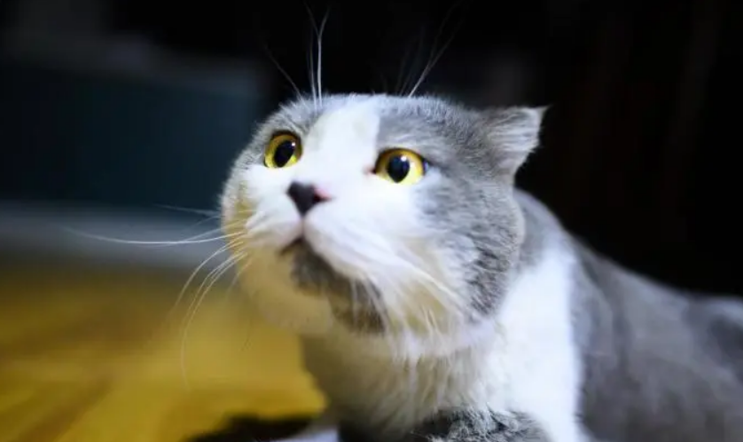 你们知道，猫咪发完情后会没精神吗?