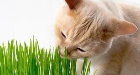 猫草是猫薄荷么 猫草是猫薄荷么