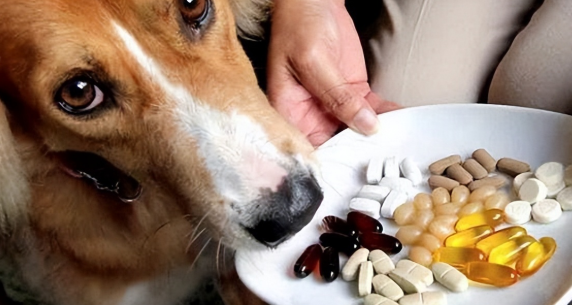 狗狗怀孕能吃体内驱虫药吗