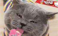 猫咪一天能吃几个猫条