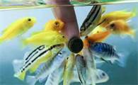 中国十大观赏鱼粮品牌