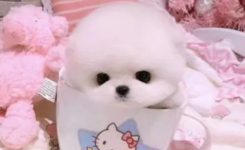 哪里有卖茶杯宠物狗 哪里有卖茶杯宠物狗