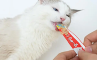 猫一天吃几根猫条