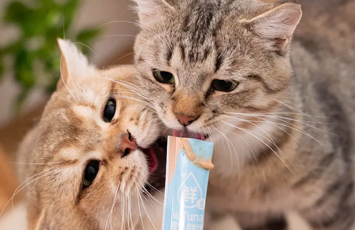 猫为什么爱吃猫条