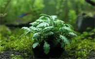 鱼缸底部种什么水草好