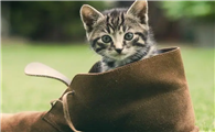 猫呼呼的声音怎么回事?原来是想表达这个