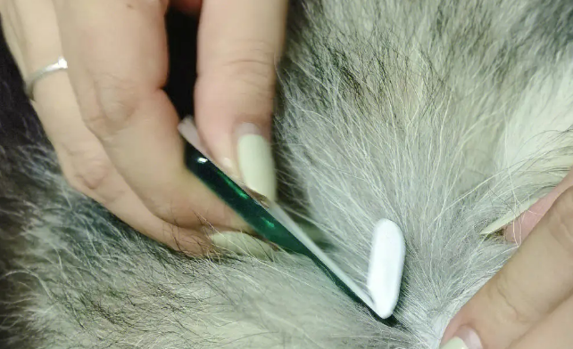 体外驱虫狗狗还有跳蚤吗