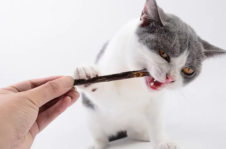 猫咪需要磨牙吗