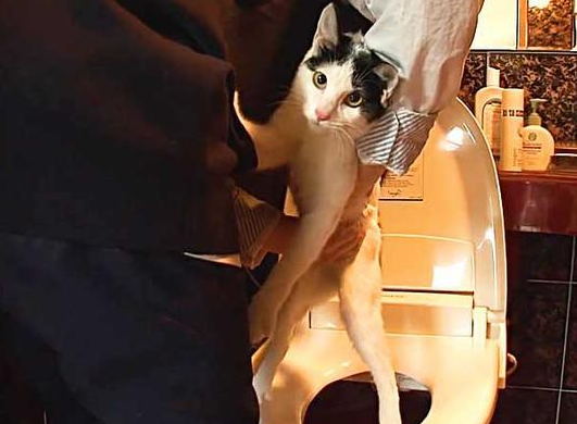 小猫咪奋不顾身救下女孩，竟被电击成脑瘫