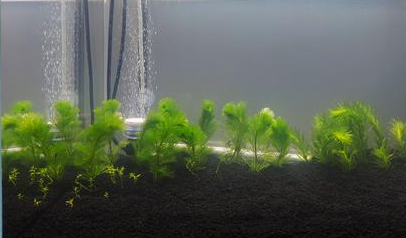 鱼缸里放哪种水草好