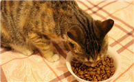 猫每天吃多少猫粮？根据大小来判断