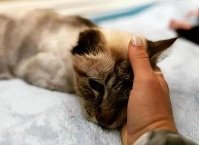 12岁老猫被当成垃圾扔在旧宅,直到遇上新主人 12岁老猫被当成垃圾扔在旧宅,直到遇上新主人