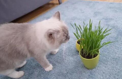 化毛膏好还是猫草片好 化毛膏好还是猫草片好