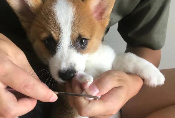 狗狗用不用剪指甲