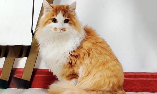 那只蓬头垢面偷看人类的流浪猫，被收养后逆袭成仙女猫