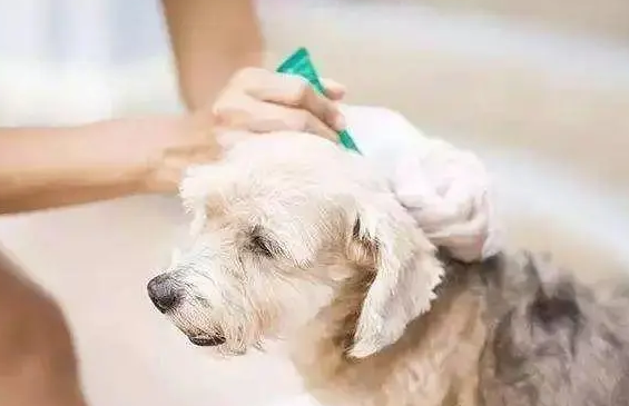 给狗狗体外驱虫多少钱