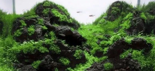怎样在水草鱼缸造景