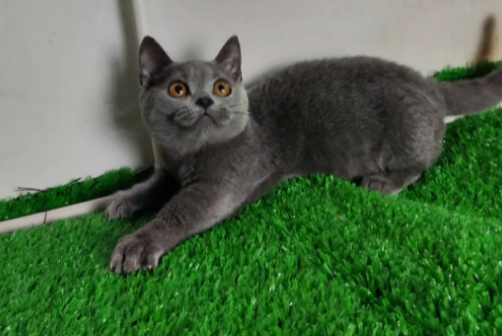 矮脚蓝猫为什么不能养？原因是这个