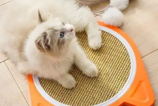 哪种猫抓板最实用
