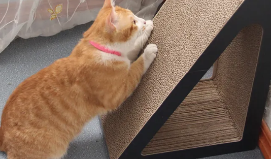 什么样的猫抓板好 什么样的猫抓板好