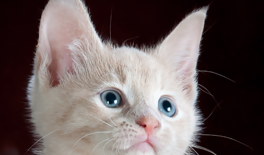 猫会跳窗户吗、宠物猫会跳窗户吗?快来了解下吧 猫会跳窗户吗、宠物猫会跳窗户吗?快来了解下吧