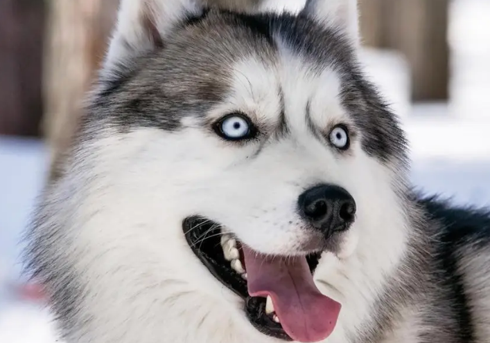 哈士奇是不是雪橇犬?感兴趣的来get下吧 哈士奇是不是雪橇犬?感兴趣的来get下吧