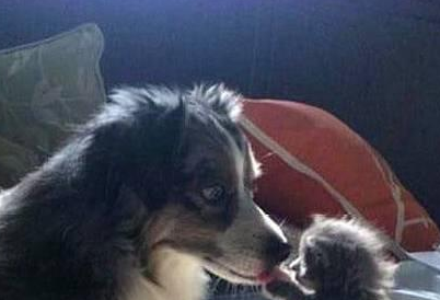 家里新来小奶猫,本以为会和狗狗打架,没想到...... 家里新来小奶猫,本以为会和狗狗打架,没想到......