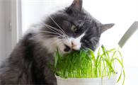 怎样保存新鲜的猫草