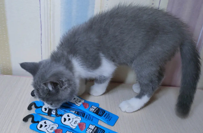 两个月的猫可以吃猫条吗
