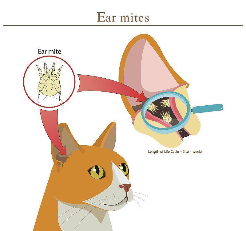 猫耳螨的原因