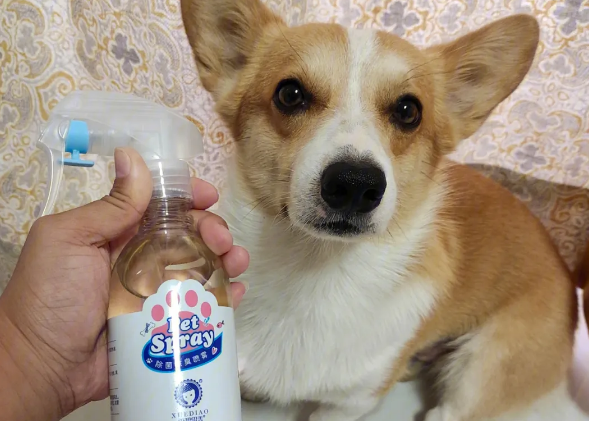 狗狗消毒液用什么好