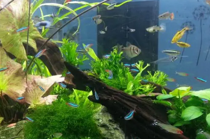 鱼缸水草需要二氧化碳吗