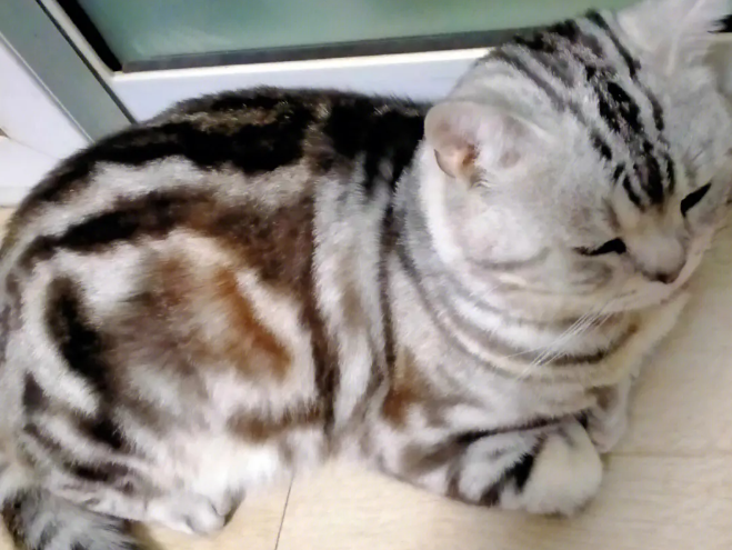 不知道猫想吐吐不出来怎么办？看这里！