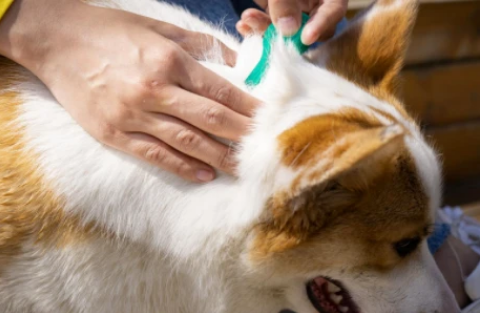 博美幼犬体外驱虫药用什么牌子的好