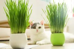 猫草对猫咪有什么用