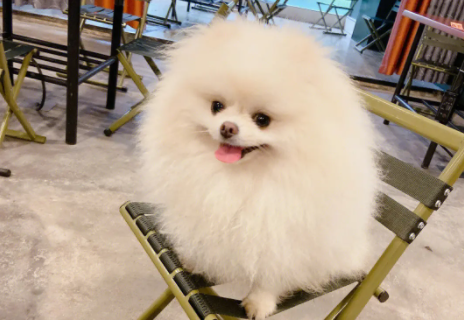 一文给你讲狗狗奶结块怎么处理? 一文给你讲狗狗奶结块怎么处理?
