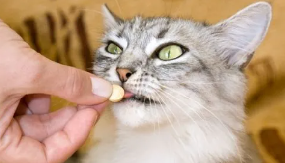 猫体外驱虫怎么驱虫