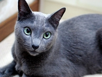 一文详解:科拉特猫生病有什么表现? 一文详解:科拉特猫生病有什么表现?