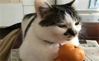 猫可以吃橘子吗？铲屎官要注意下