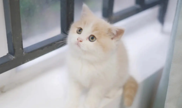 猫为什么会抱着手臂蹬腿呢?速速来了解一下! 猫为什么会抱着手臂蹬腿呢?速速来了解一下!