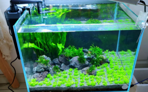 养鱼水质怎么调节