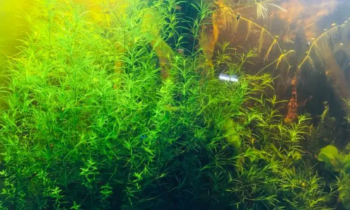 鱼缸水草怎样养 鱼缸水草怎样养