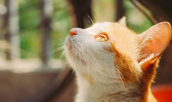 猫咪喜欢吃热的还是冷的？看这里