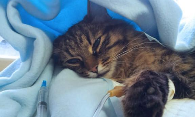 小猫被诊断出患有猫传腹(FIP):最新的FIP治疗方法是什么? 小猫被诊断出患有猫传腹(FIP):最新的FIP治疗方法是什么?