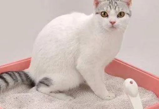 猫不拉屎的原因是什么，你们真的清楚吗？