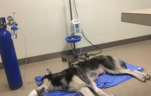 哈士奇幼犬感冒吃什么药
